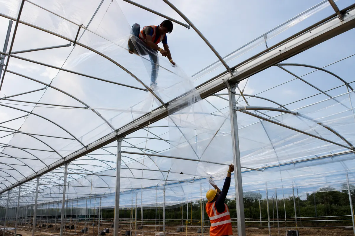 Hydroponic greenhouse range daylit through a diffuse ETFE film roof